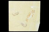Cretaceous Fish (Nematonotus) with Two Shrimp - Lebanon #162799-1